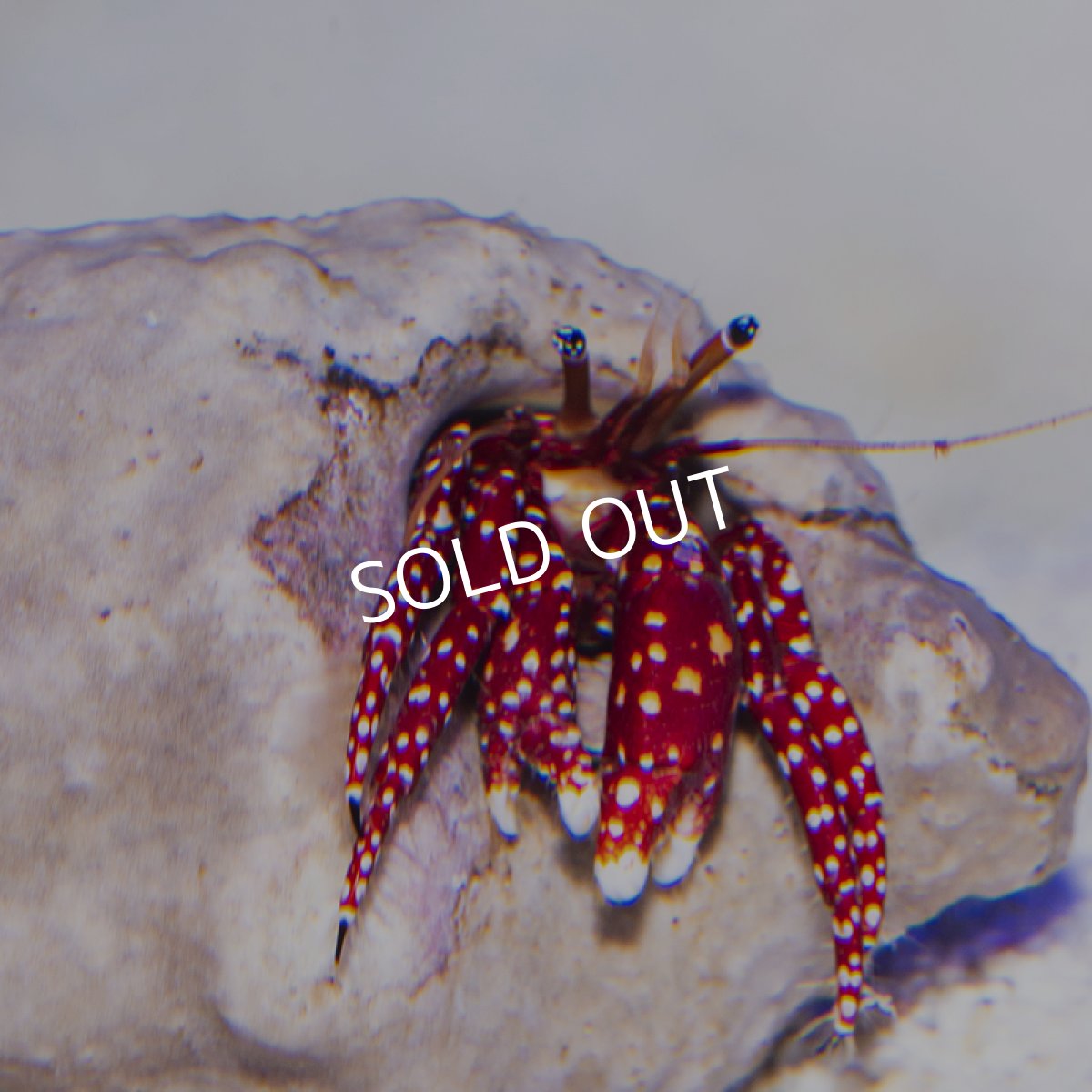 画像3: 八重山産　ベニサンゴヤドカリ (3)