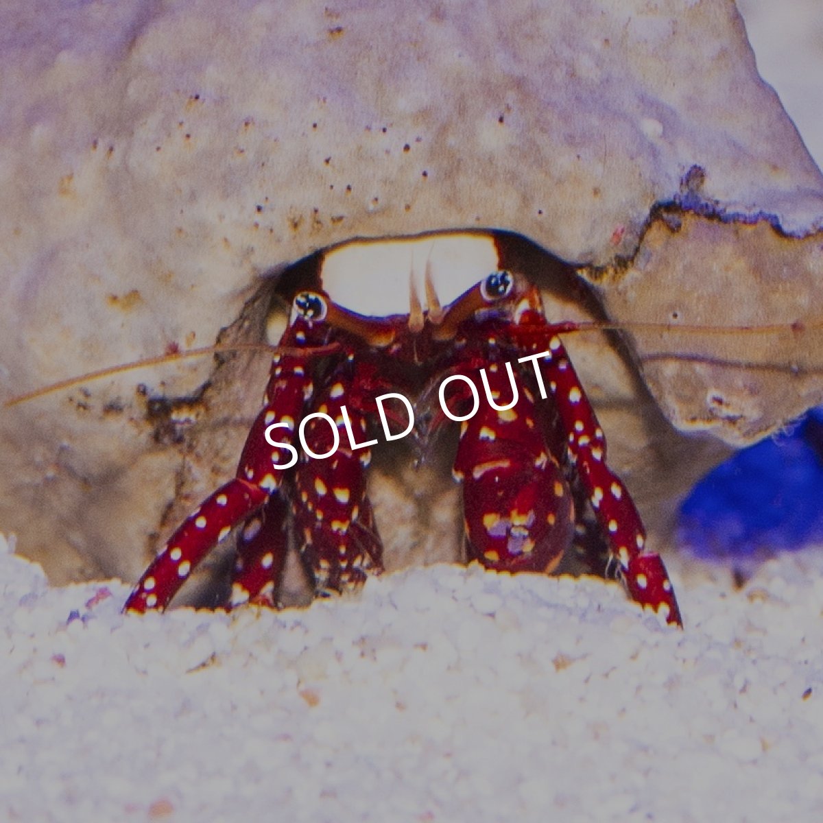 画像2: 八重山産　ベニサンゴヤドカリ (2)