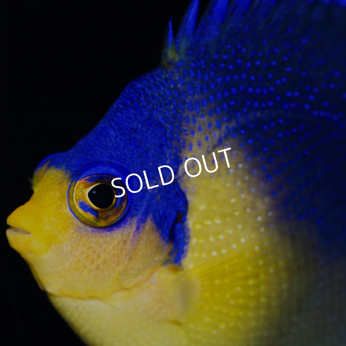 画像3: スミレヤッコ S 八重山産　 (3)