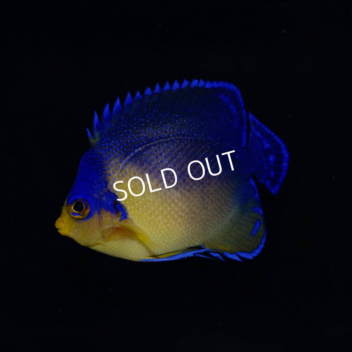 画像2: スミレヤッコ S 八重山産　 (2)