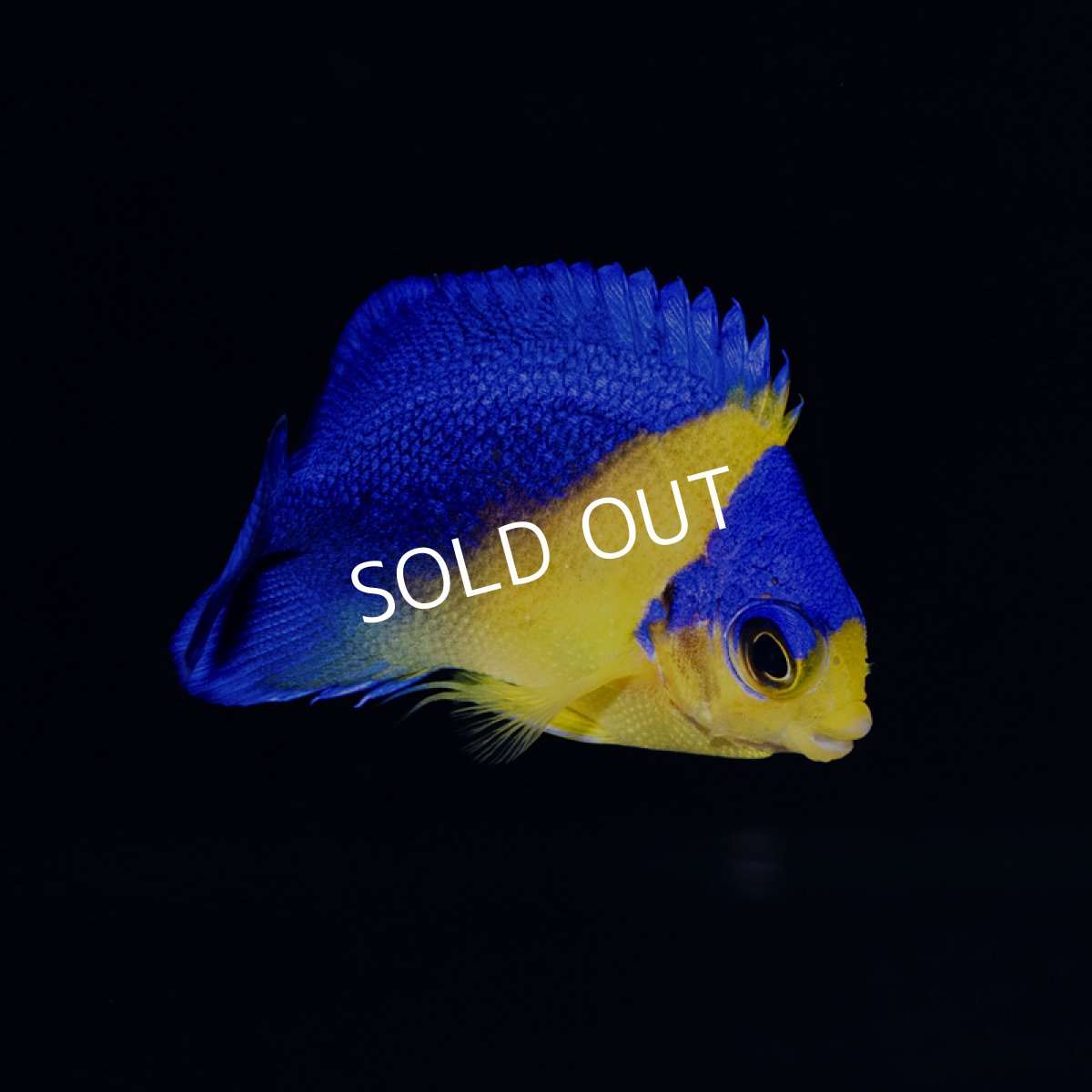 画像3: スミレヤッコ 外産ブリード  (3)