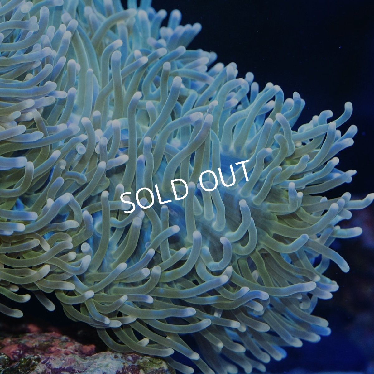 画像2: センジュイソギンチャク 蛍光グリーン LL (2)