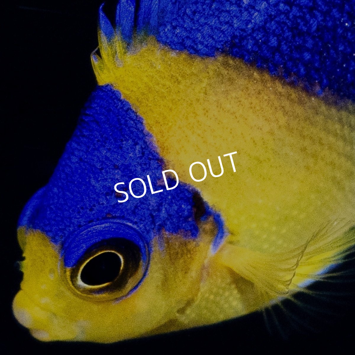 画像2: スミレヤッコ 外産ブリード  (2)