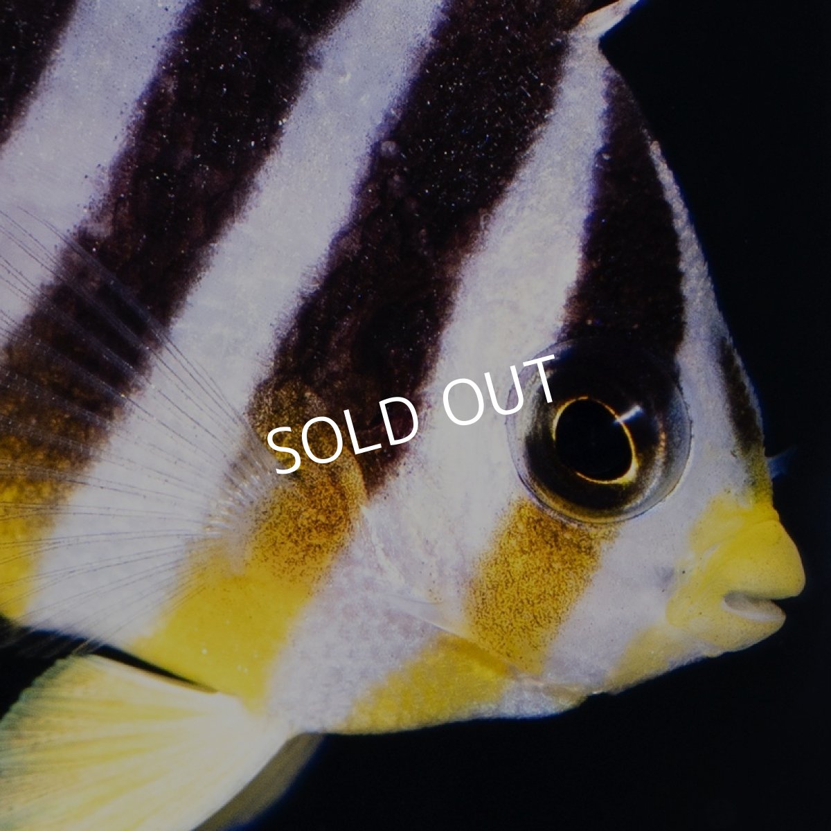 画像2: シマヤッコ 外産ブリード No.2 (2)