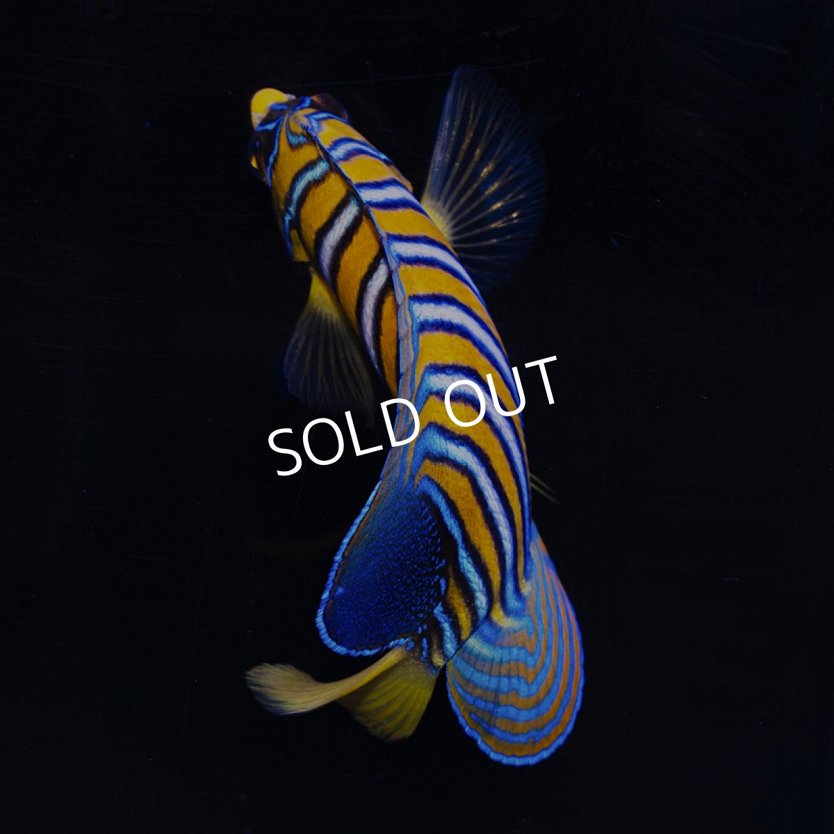 画像2: インドニシキヤッコ MS (2)