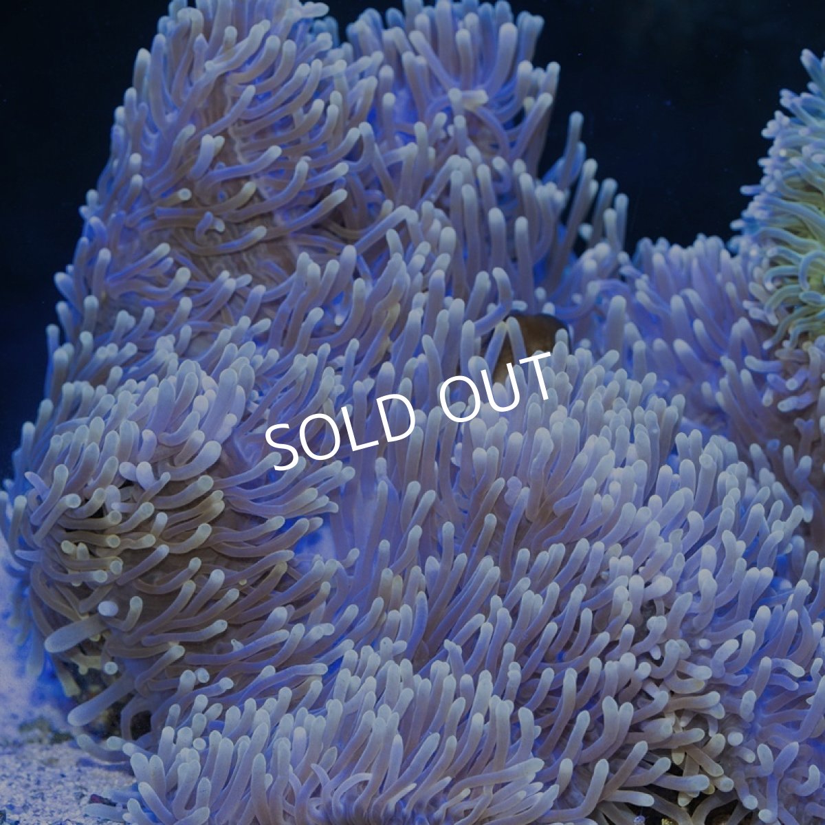 画像2: センジュイソギンチャク LL (2)