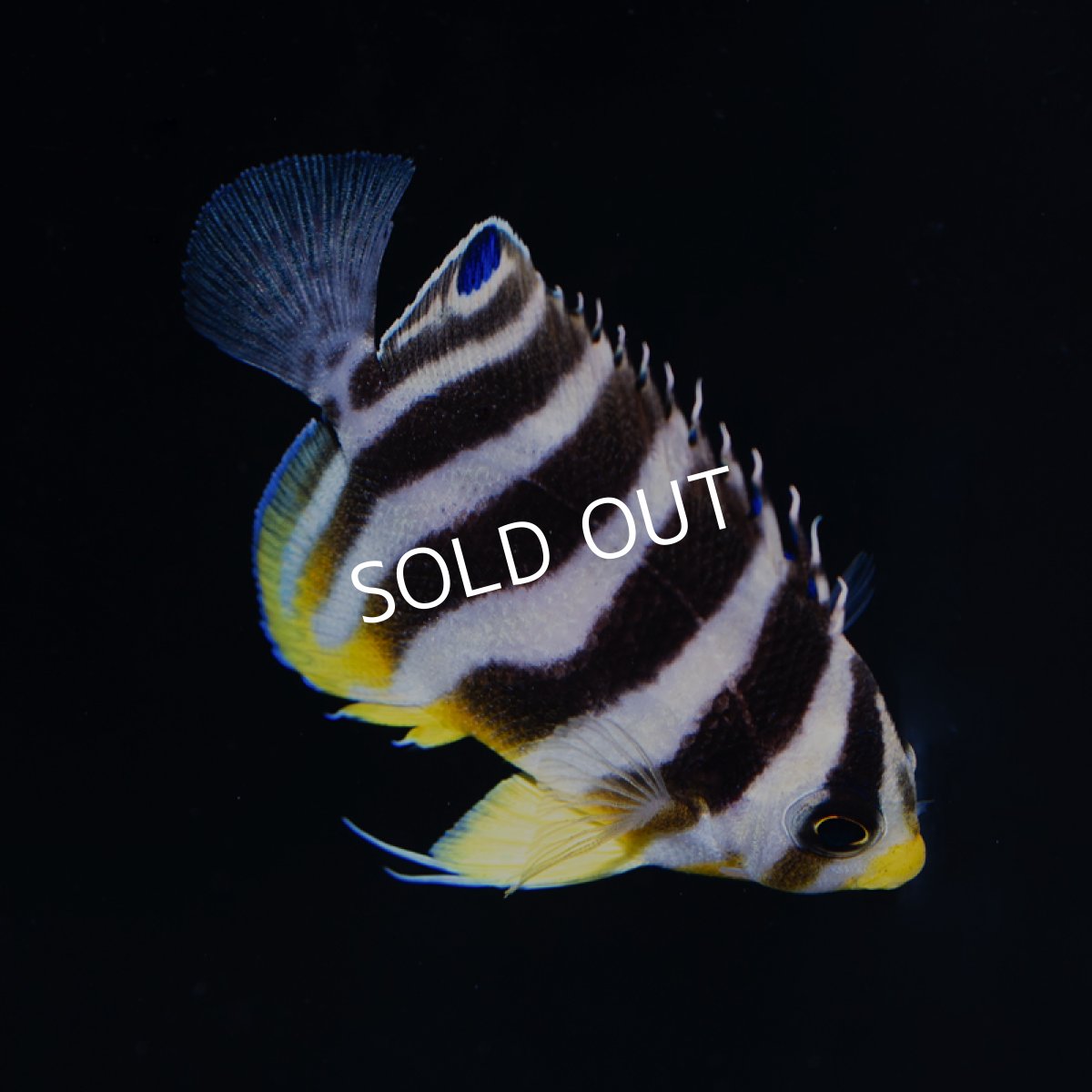 画像3: シマヤッコ 外産ブリード No.1 (3)