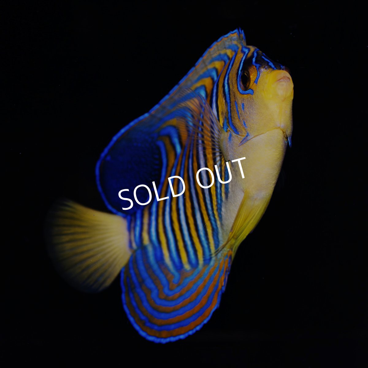 画像3: インドニシキヤッコ MS (3)