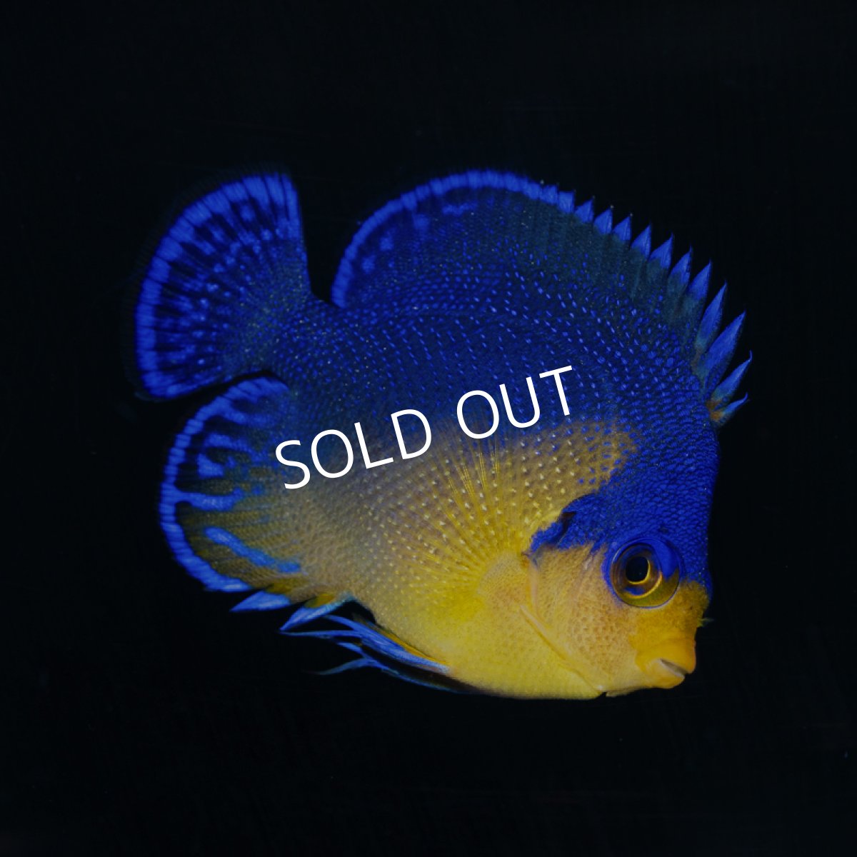 画像2: スミレヤッコ S 八重山産 No.2  (2)