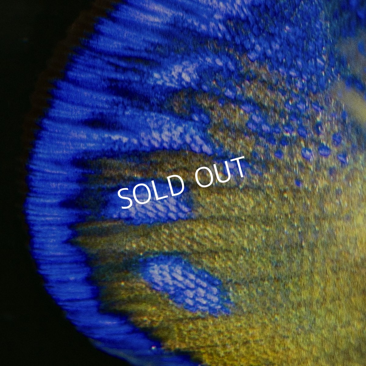 画像3: スミレヤッコ S 八重山産 No.2  (3)