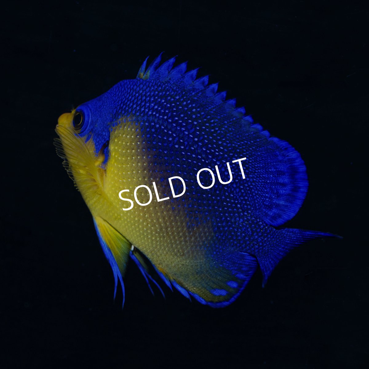 画像2: スミレヤッコ S 八重山産 No.2  (2)