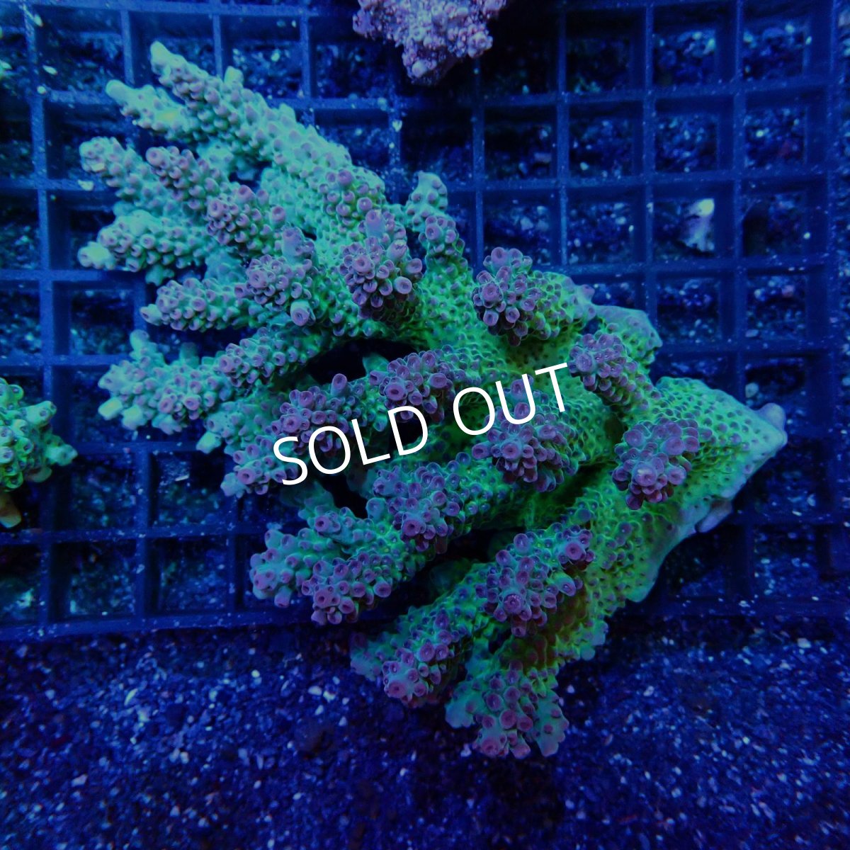 画像1: CF Acropora  sp. No.39 (1)