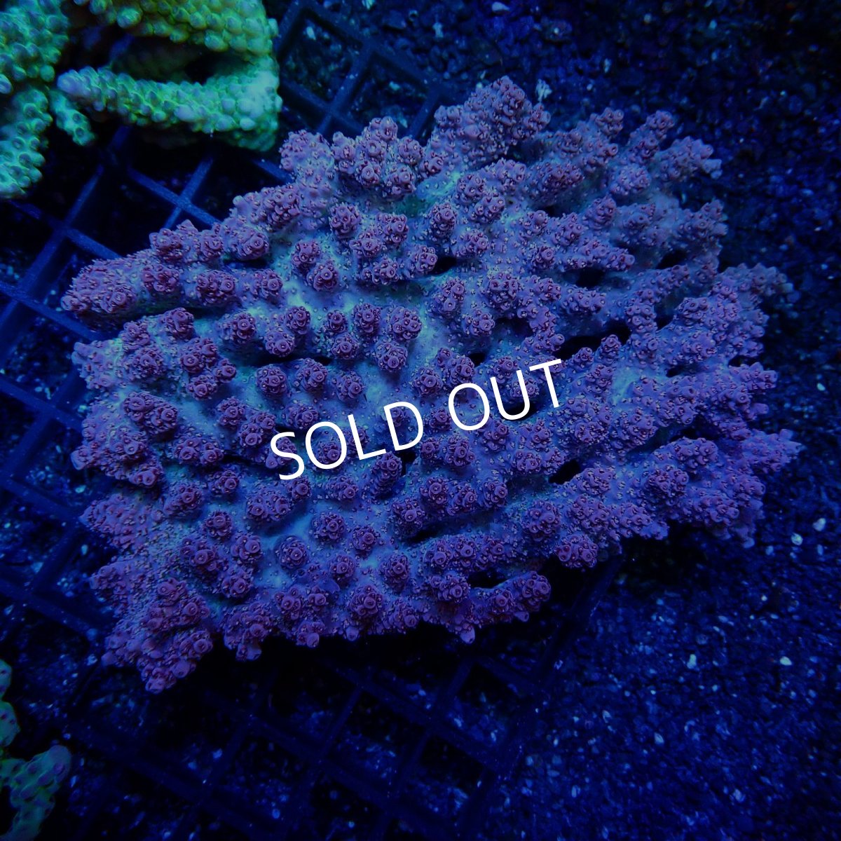 画像1: CF Acropora  sp. No.38 (1)