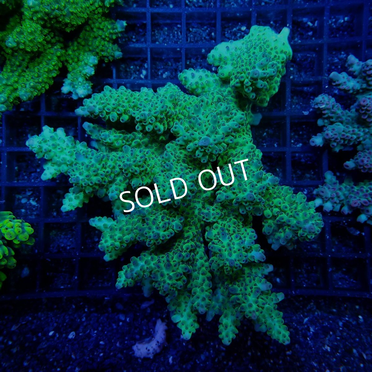 画像1: CF Acropora  sp. No.36 (1)