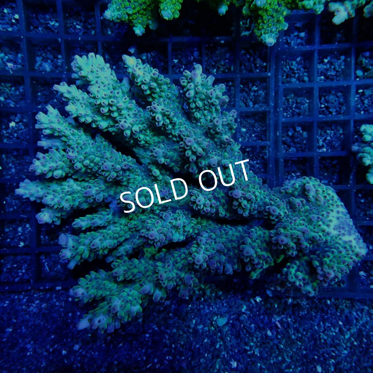 画像1: CF Acropora  sp. No.30 (1)