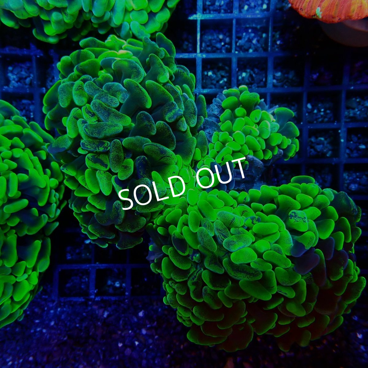 画像1: ■SALE■CF ナガレハナサンゴ　 No.11 (1)