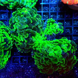 CF ナガレハナサンゴ Two Tone Green No.3 - 海水魚専門店 ceppo