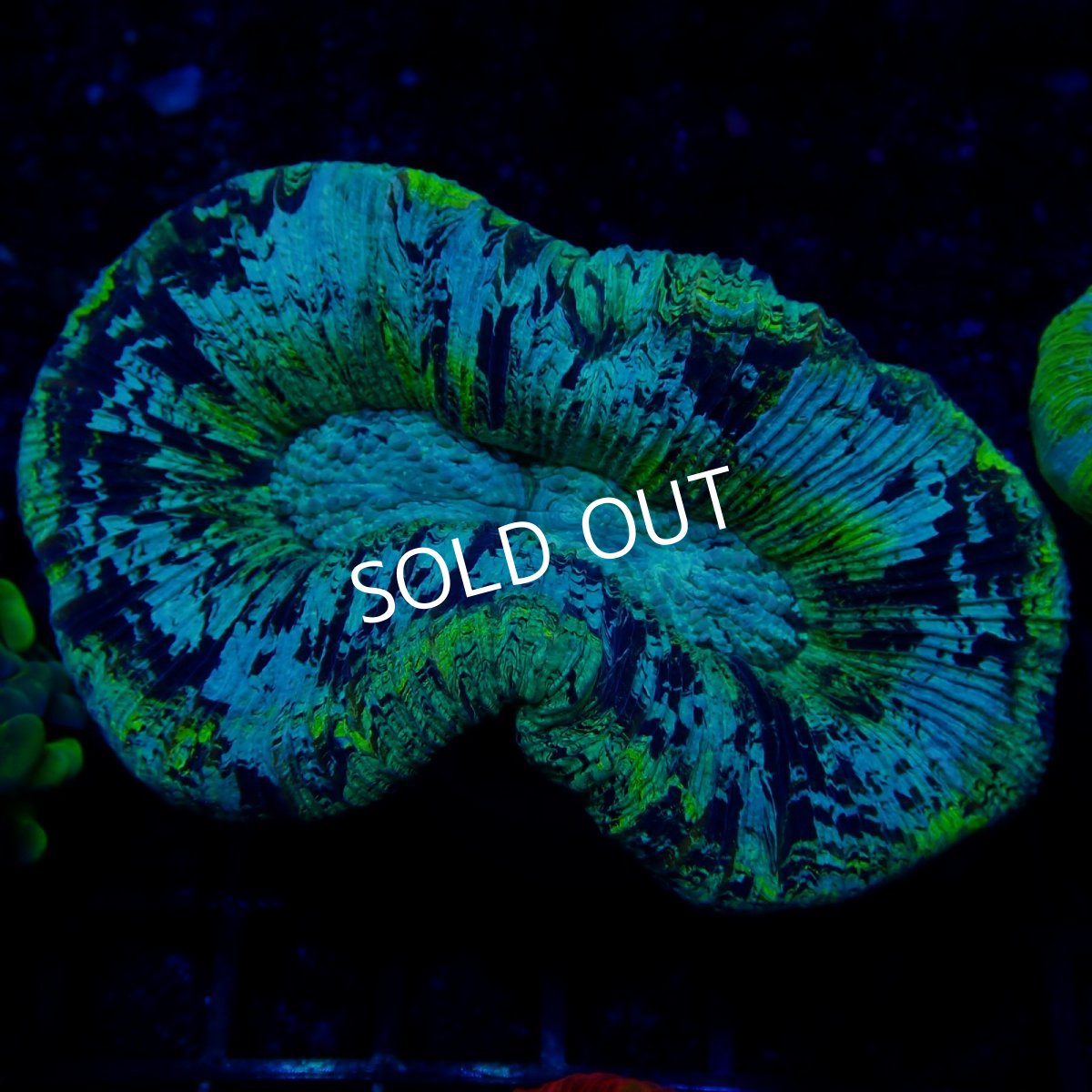 画像1:  ■SALE■CF オオバナサンゴ No.4 (1)