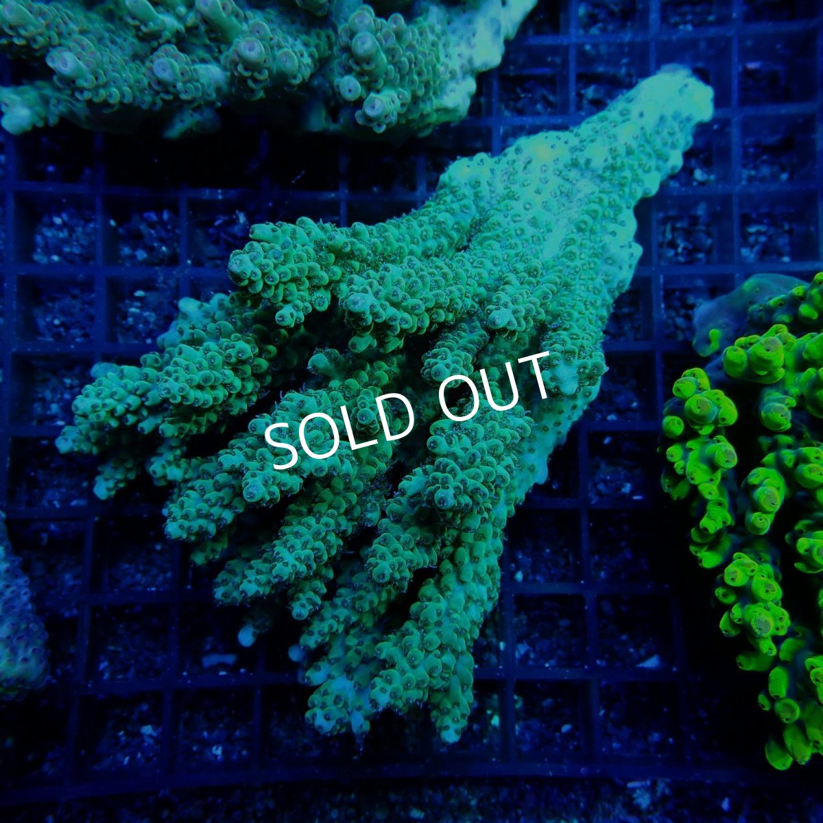 画像1: CF Acropora  sp. No.32 (1)