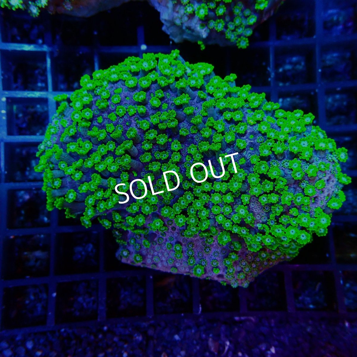 画像1:  CF アワサンゴ No.2 (1)