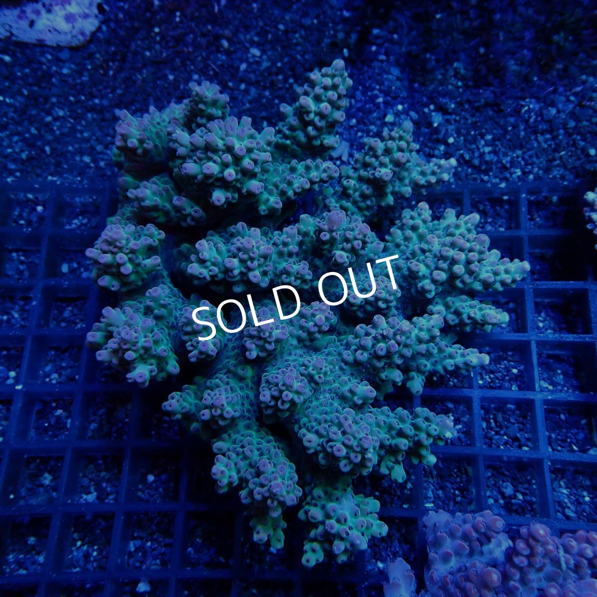 画像1: CF Acropora  sp. No.25 (1)