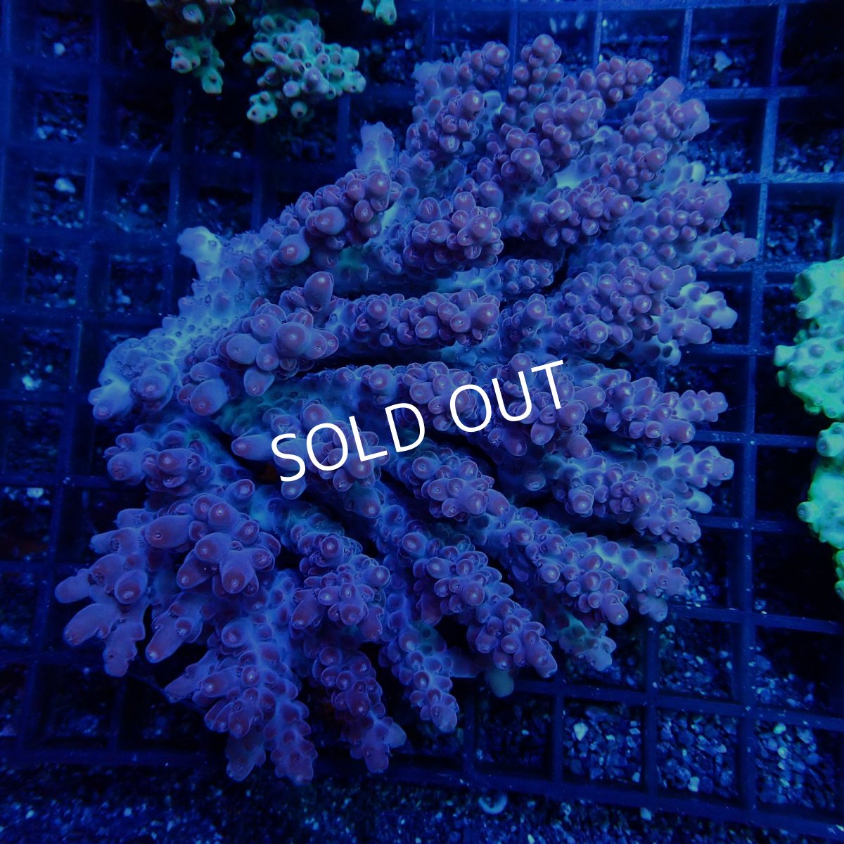 画像1: CF Acropora  sp. No.26 (1)