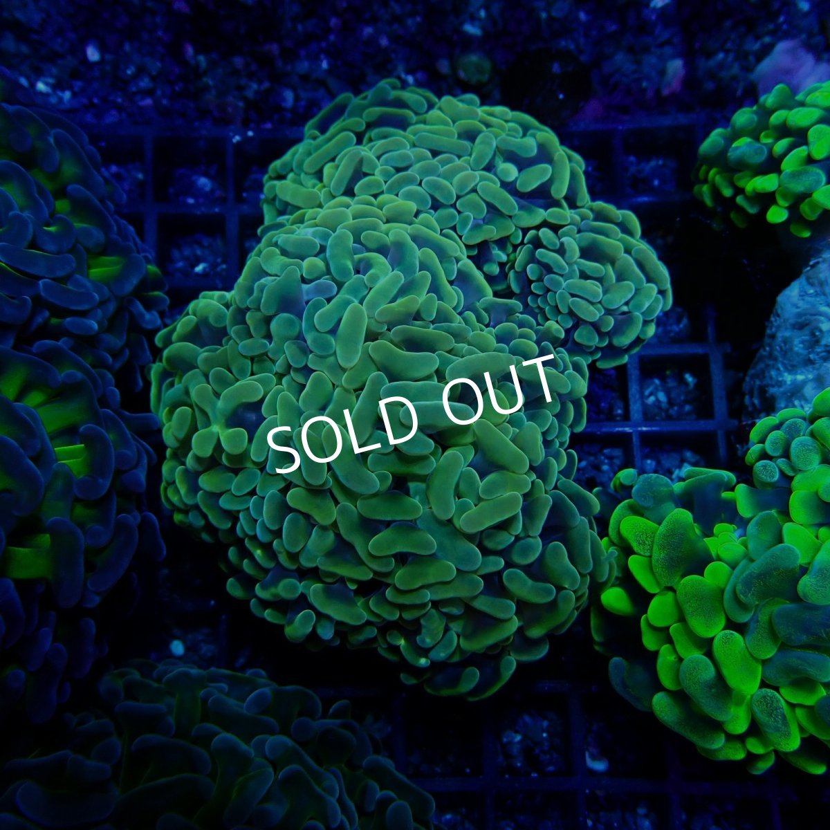 画像1: CF ナガレハナサンゴ　 No.8 (1)