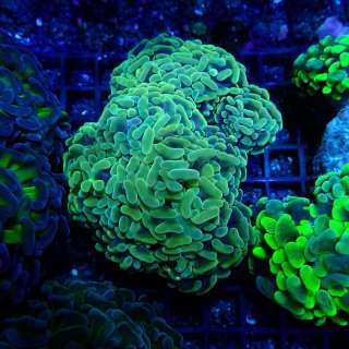 CF ナガレハナサンゴ Two Tone Green No.4 - 海水魚専門店 ceppo