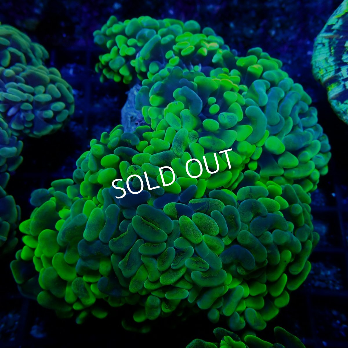 画像1: ■SALE■CF ナガレハナサンゴ　 No.10 (1)