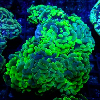 CF ナガレハナサンゴ No.9 - 海水魚専門店 ceppo onlinestore