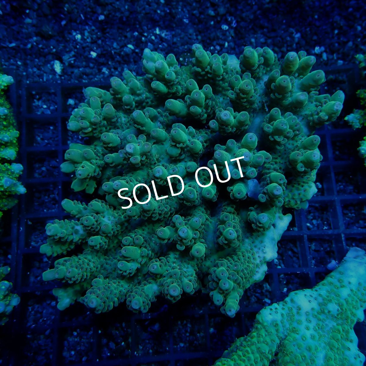 画像1: CF Acropora  sp. No.31 (1)