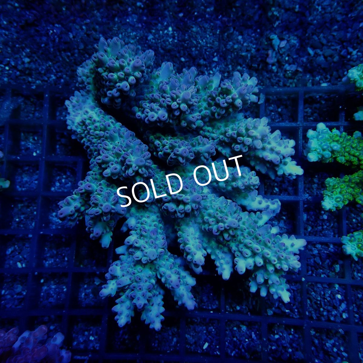 画像1: CF Acropora  sp. No.27 (1)