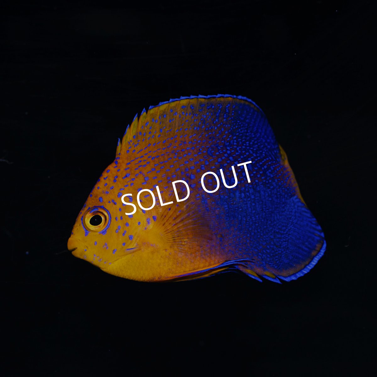 画像3: レンテンヤッコ SM　No.2 (3)