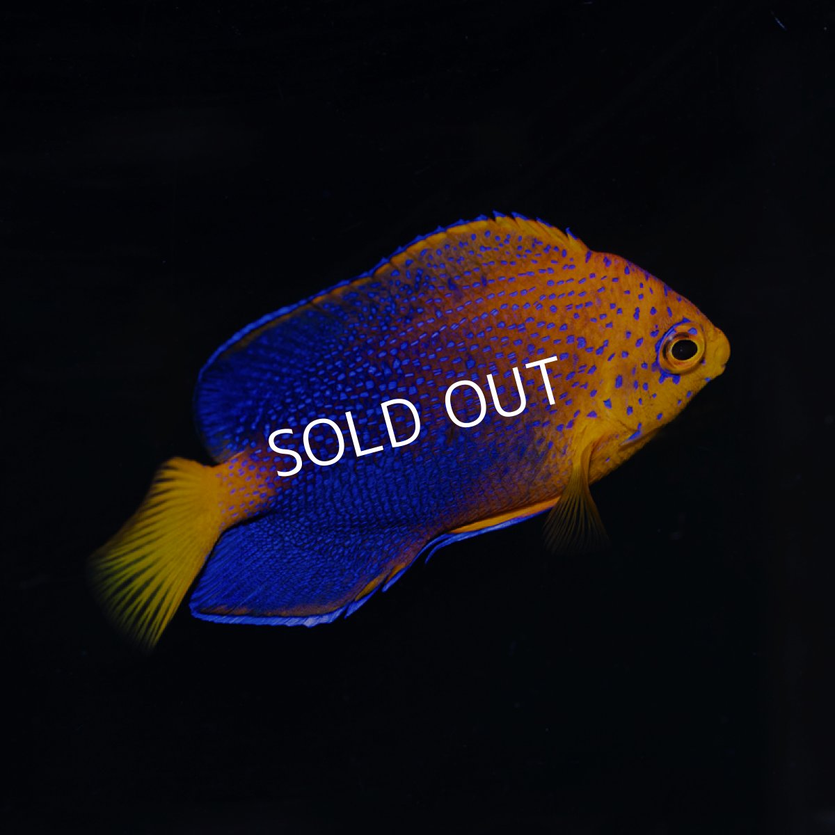 画像2: レンテンヤッコ SM　No.2 (2)