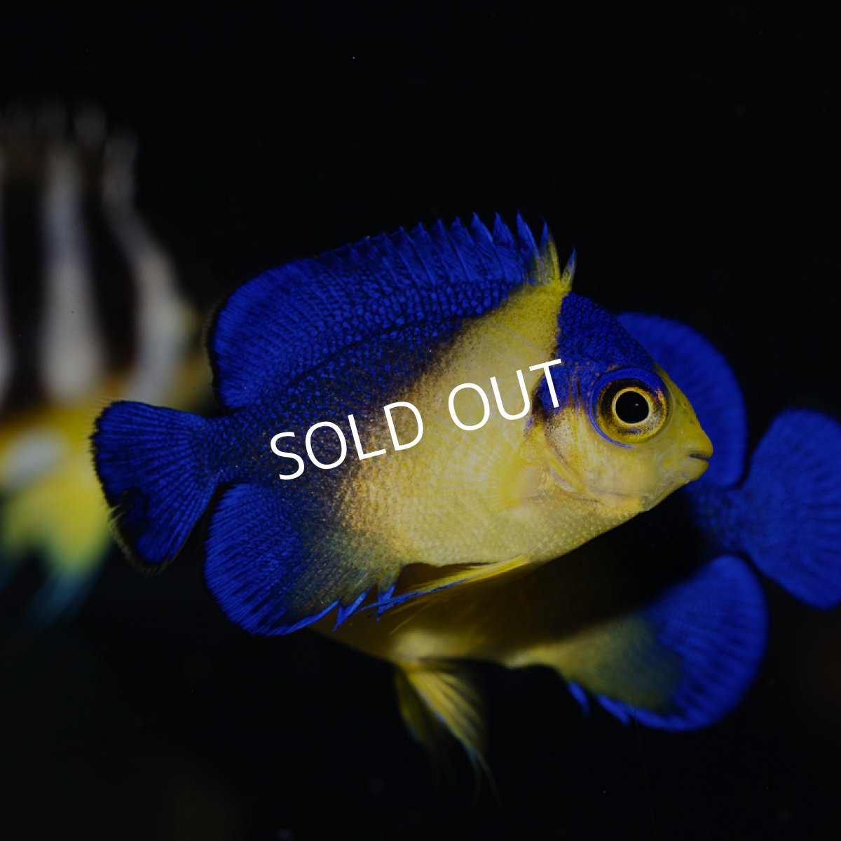 画像2: スミレヤッコ 外産ブリード  No.2 (2)