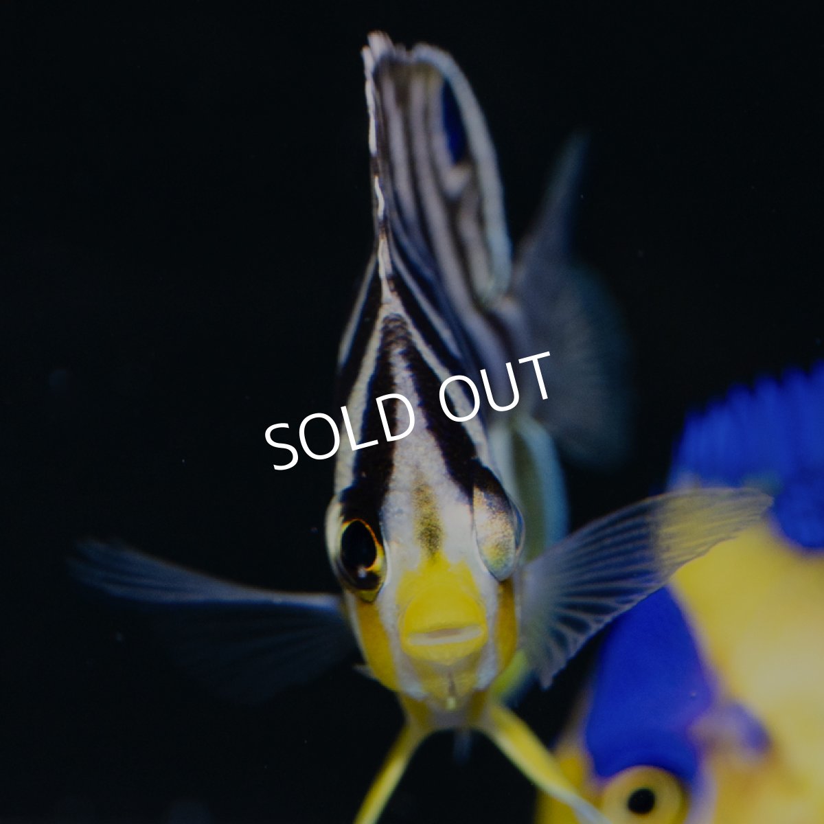 画像4: シマヤッコ 外産ブリード (4)