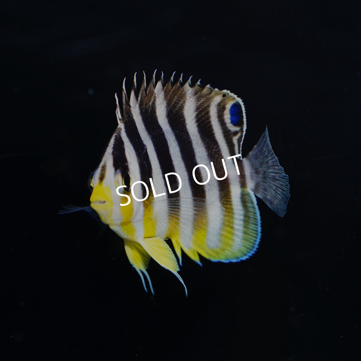 画像2: シマヤッコ 外産ブリード (2)