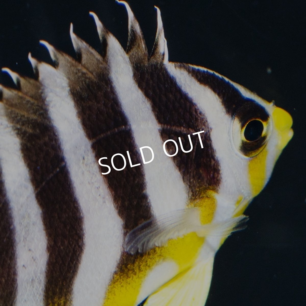 画像3: シマヤッコ 外産ブリード (3)