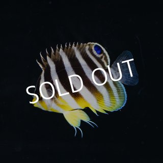 海水魚専門店 ceppo セポ