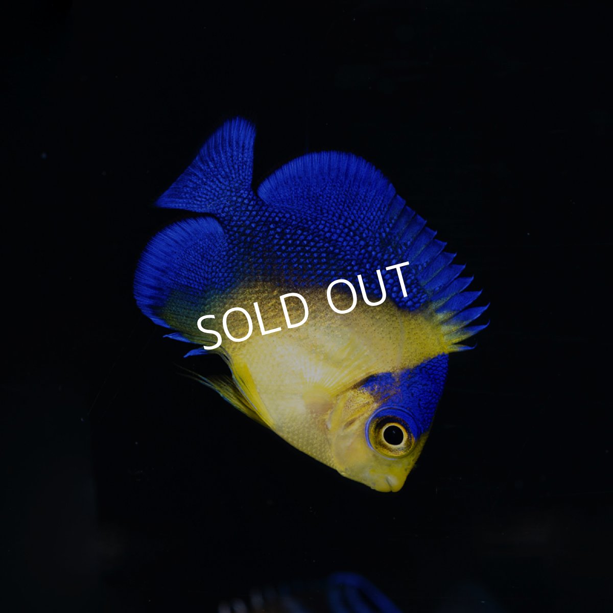 画像2: スミレヤッコ 外産ブリード  No.1 (2)