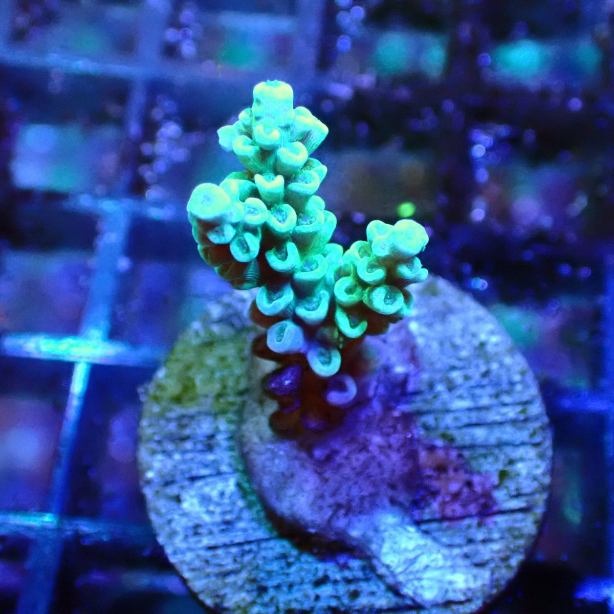 画像1: 【SALE】CE Acro Tenuis Aqua Teal No.2 (1)