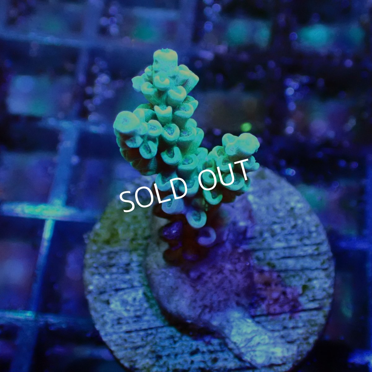 画像1: 【SALE】CE Acro Tenuis Aqua Teal No.2 (1)