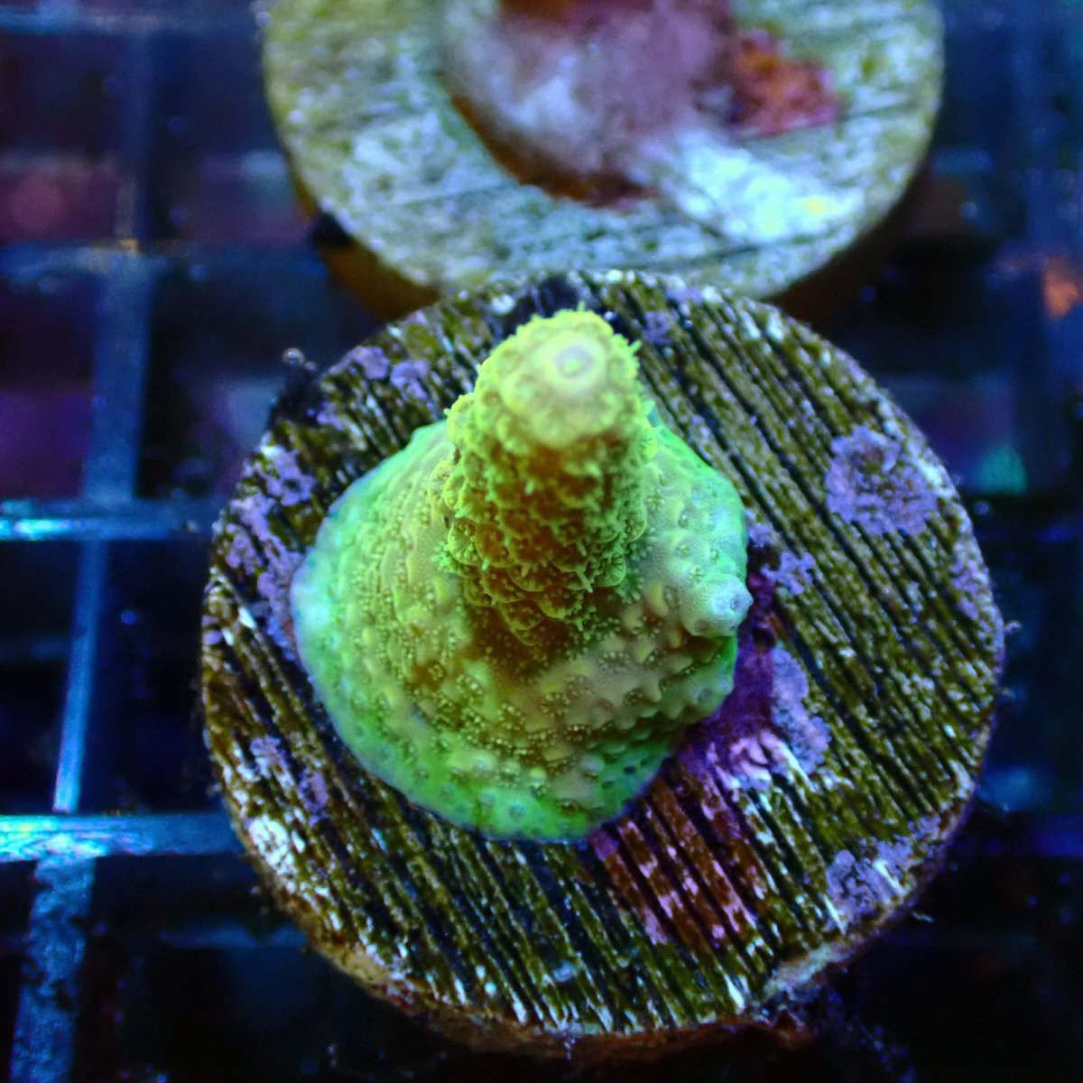 画像1: 【SALE】CE Acro Mille Aussie Gold  (1)