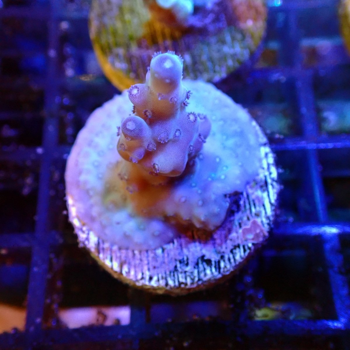 画像1: 【SALE】CE Acro Loripes Blue Tip (1)