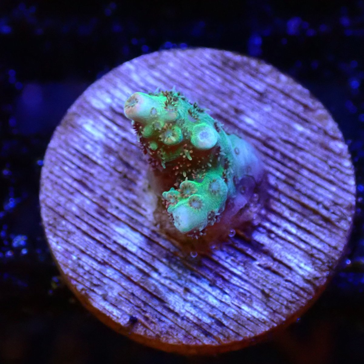 画像1: 【SALE】CE Acro Lemonade Spider No.1 (1)