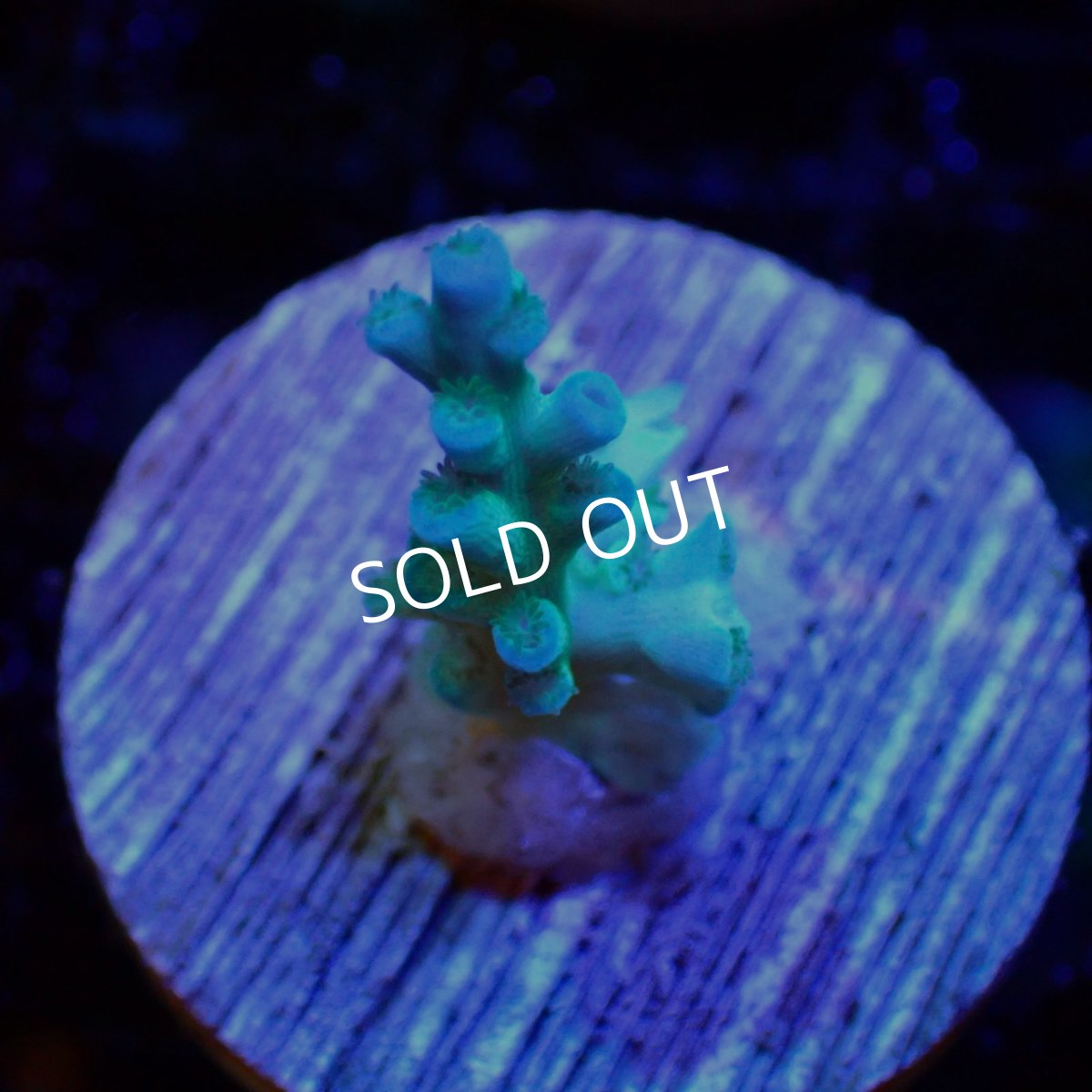 画像1: 【SALE】CE Acro Echinata Lime and Blue No.2 (1)