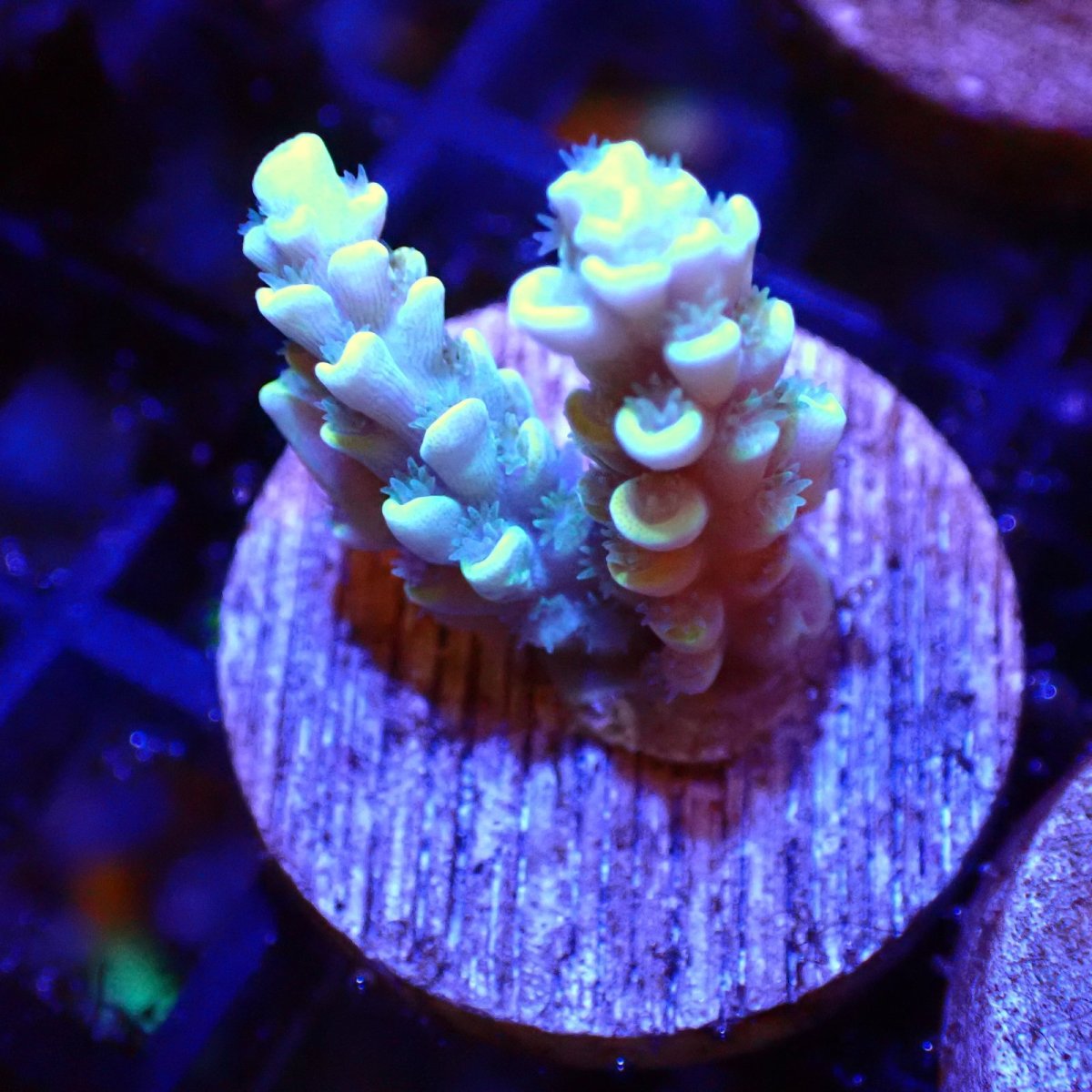画像1: 【SALE】CE Acro Tenuis Yellow No.1 (1)