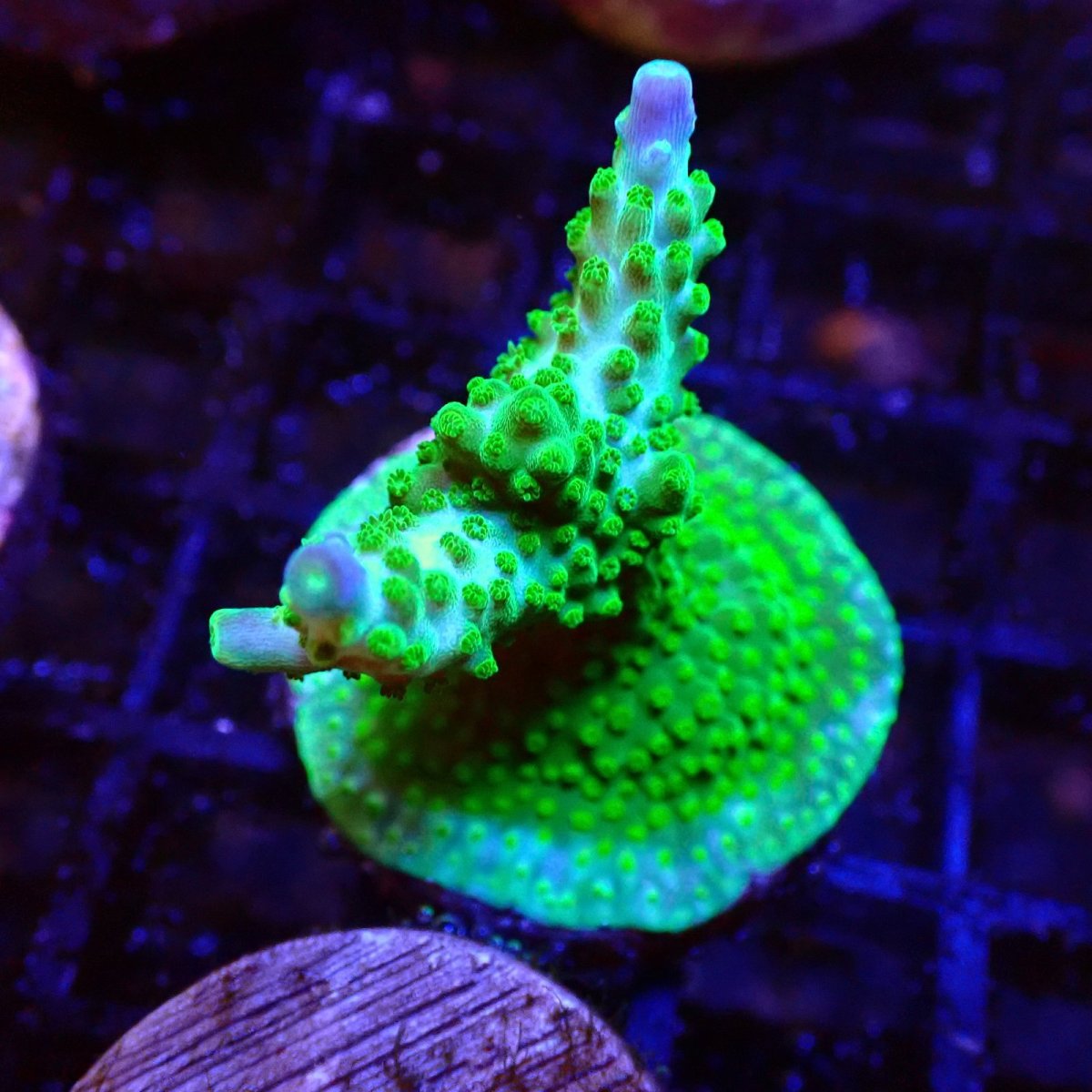 画像1: 【SALE】CE Acro Green Purple Meanie No.1 (1)