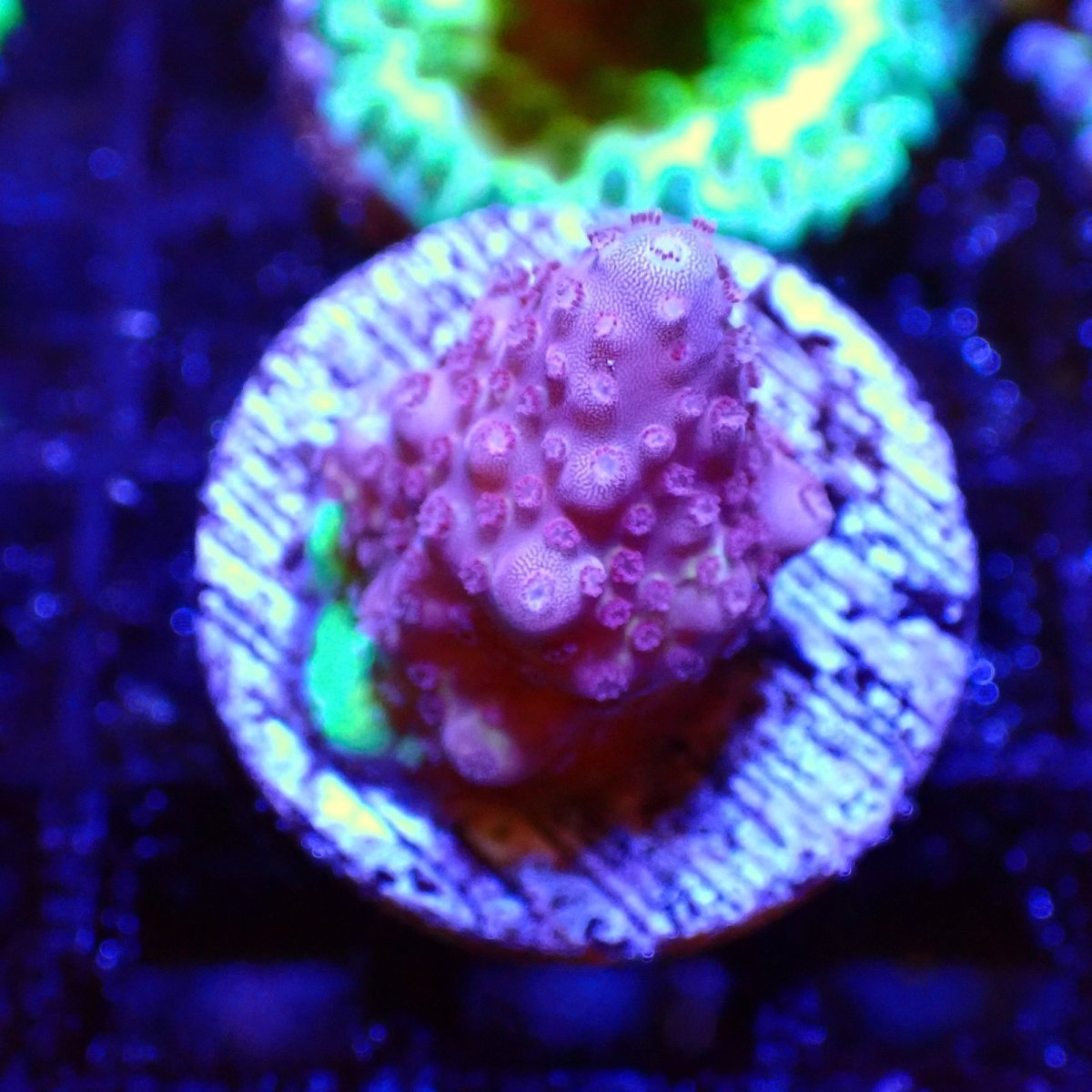 画像1: 【SALE】CE Acro  stag pink  (1)