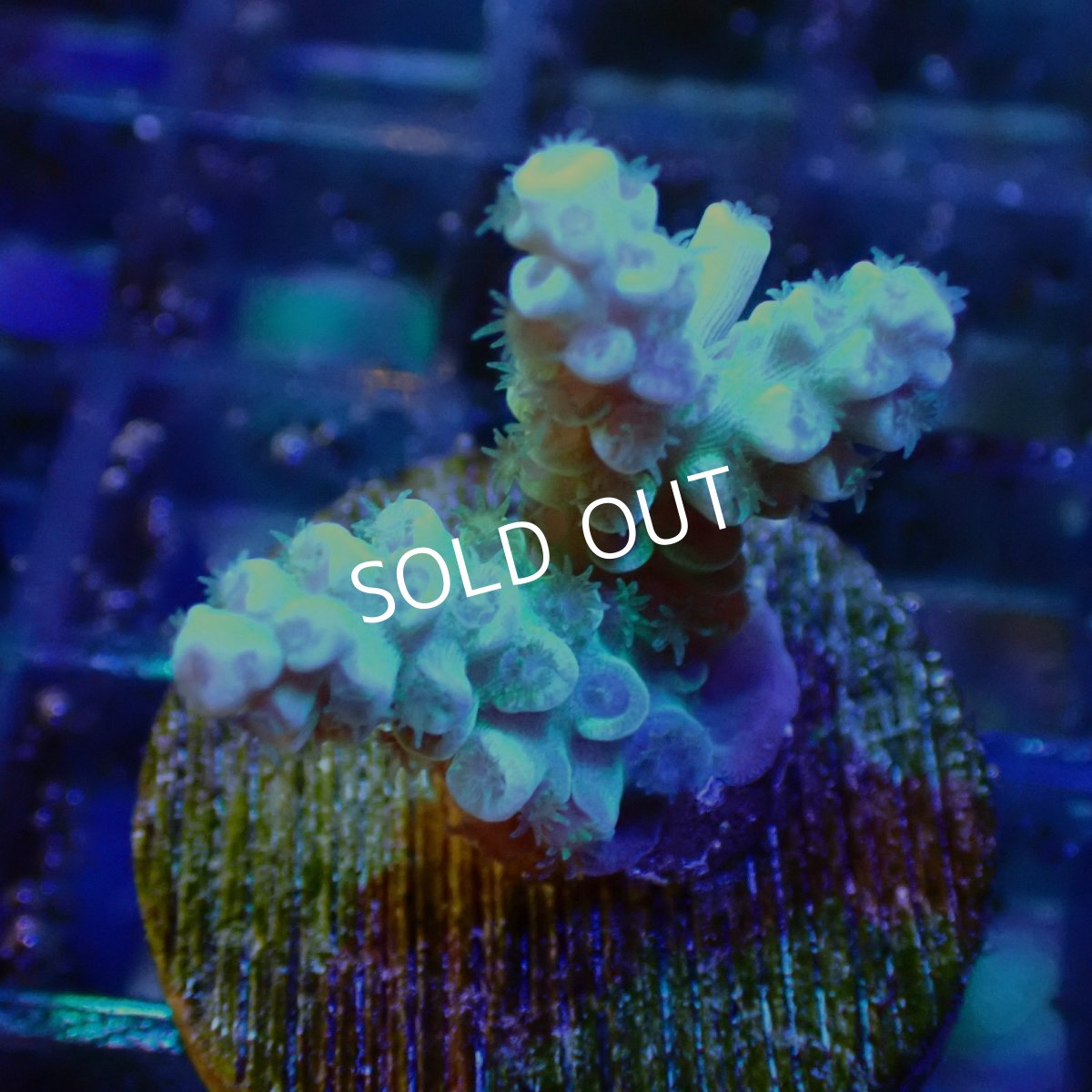 画像1: 【SALE】CE Acro Tenuis Aqua Teal No.1 (1)